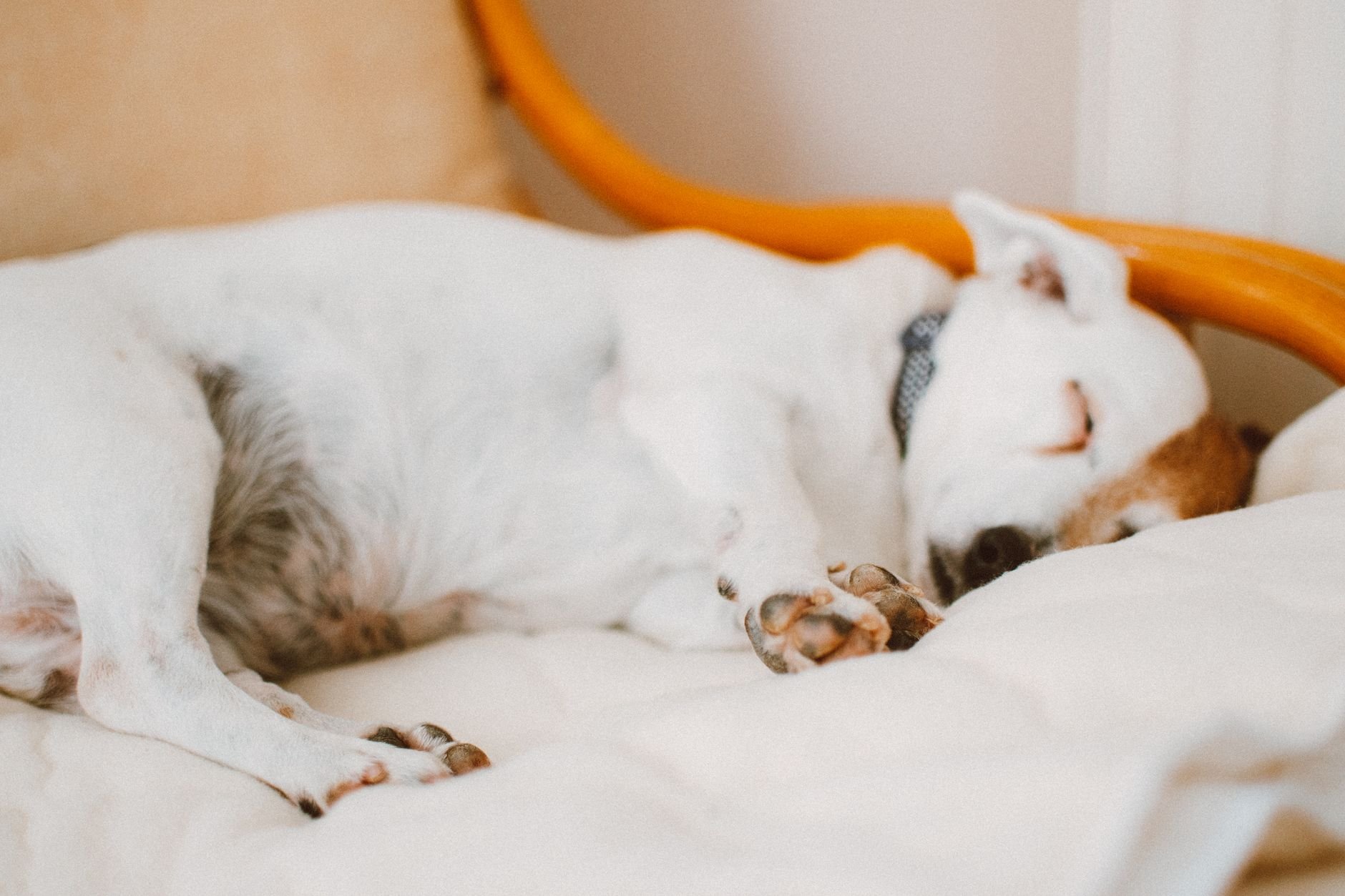 A peaceful dog sleeping deeply on a warm couch — at rest and fully relaxed
