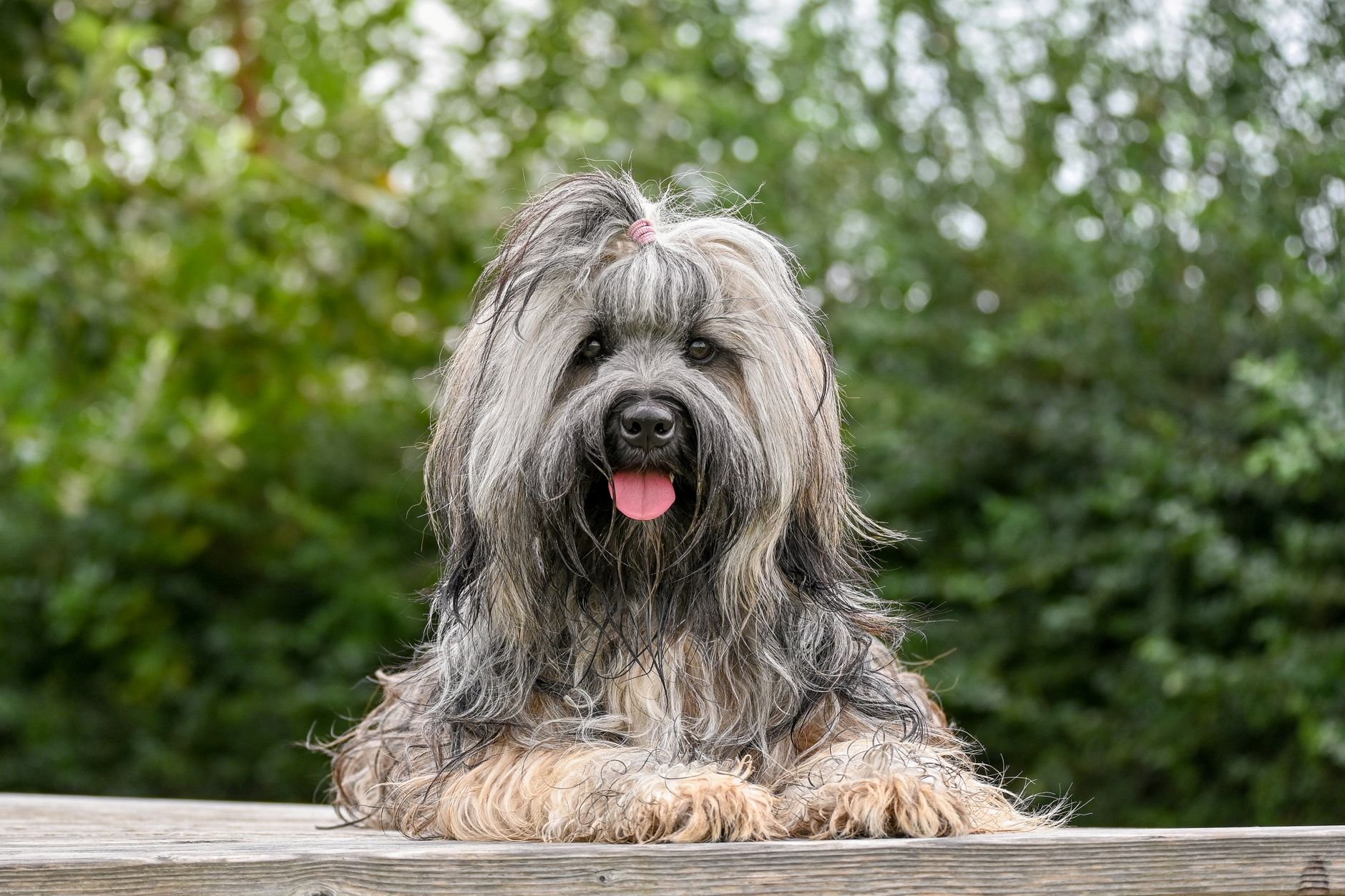 A fluffy dog resting peacefully outdoors — calm and content in a natural setting