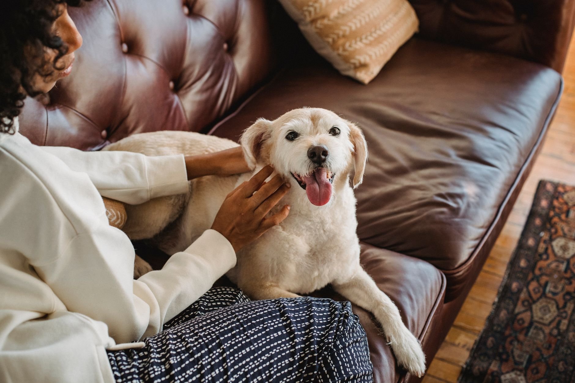 Young woman petting and comforting her dog on the sofa at home — owner and dog bond