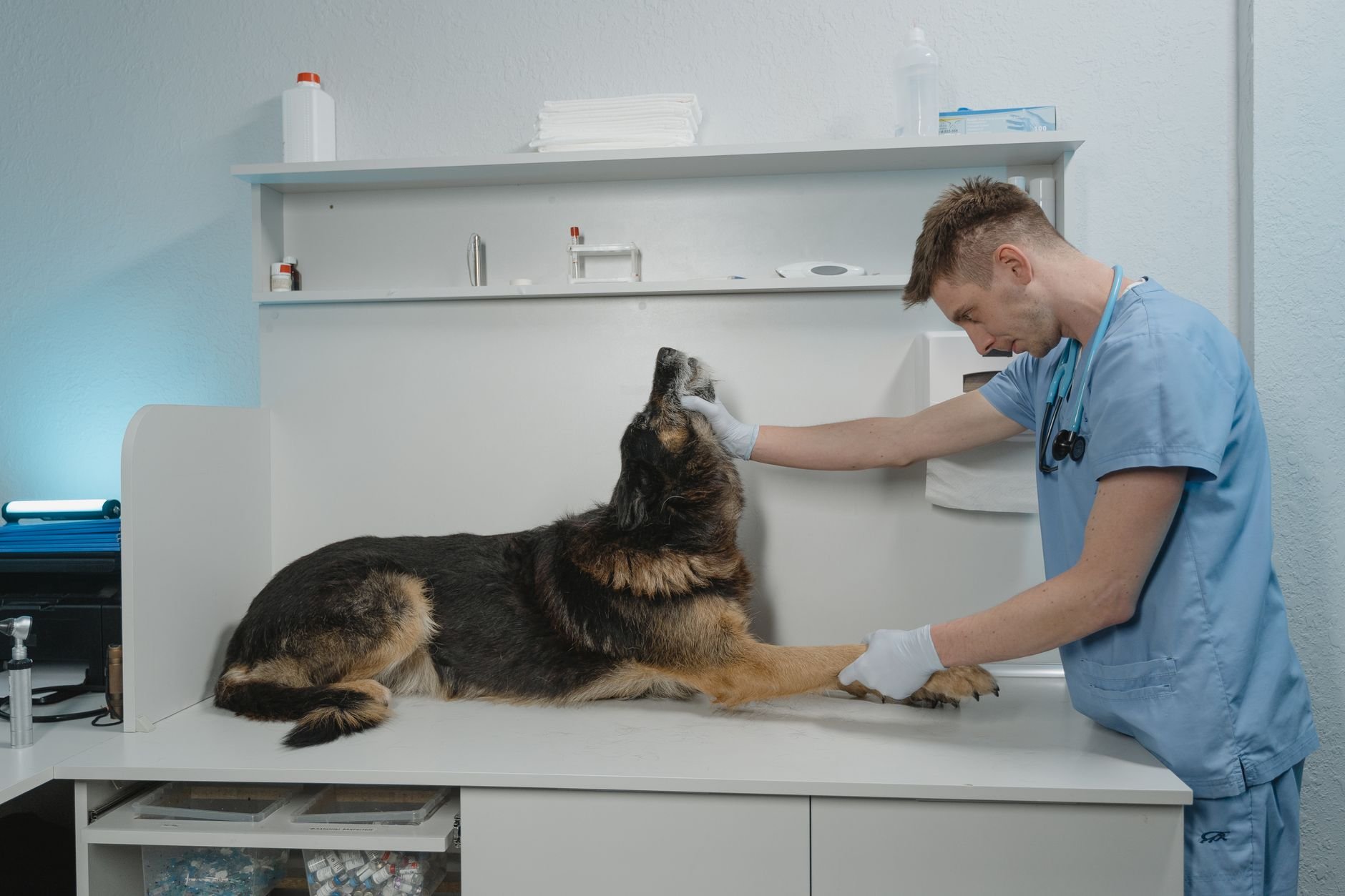 A veterinarian gently examining a calm German Shepherd in a clinic — expert care